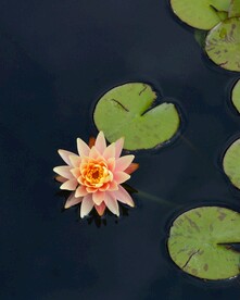 睡莲