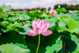 荷花