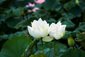 荷花