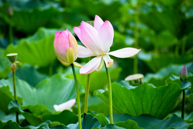 荷花