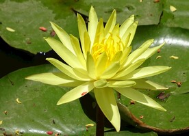 睡莲