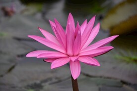 睡莲