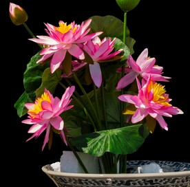 荷花