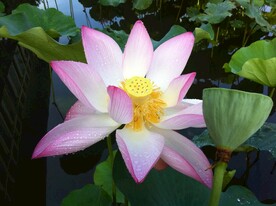 荷花