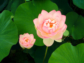 荷花