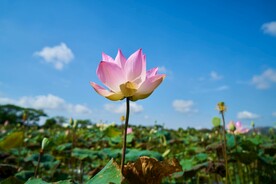 荷花