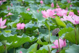 荷花