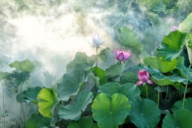 荷花