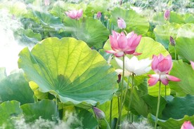 荷花