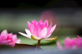 睡莲