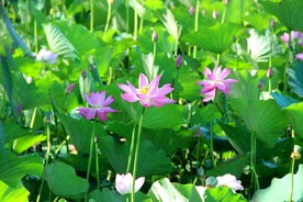 荷花