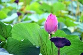荷花