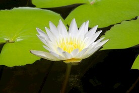 睡莲