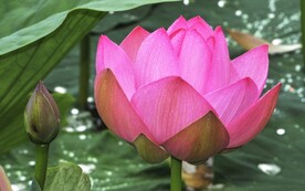 荷花
