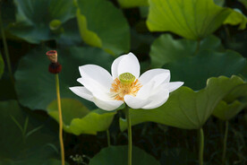 荷花