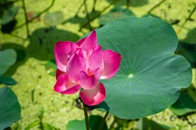 荷花