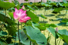 荷花