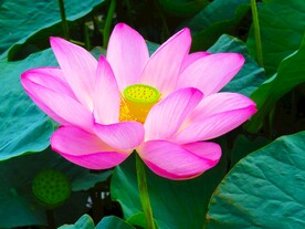 荷花