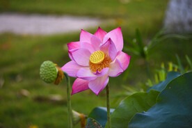 荷花