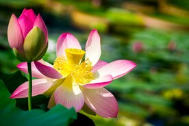 荷花