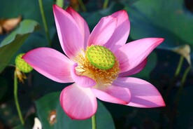 荷花
