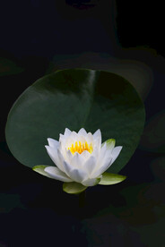 睡莲
