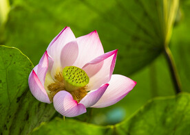 荷花