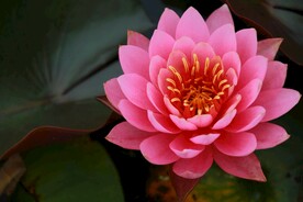 睡莲