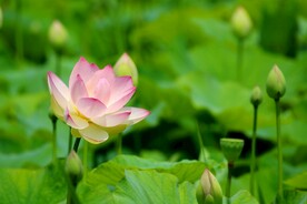 荷花