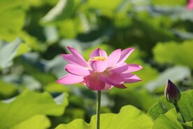 荷花