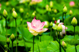 荷花