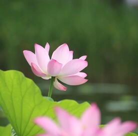 荷花
