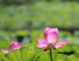荷花