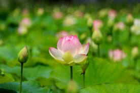 荷花