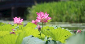 荷花