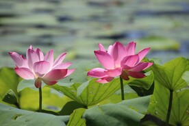 荷花