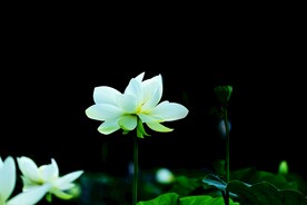 荷花