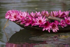 荷花