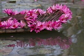荷花
