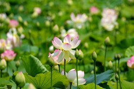 荷花