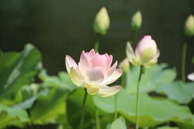 荷花