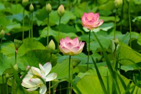 荷花