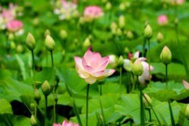 荷花
