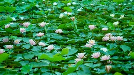 荷花
