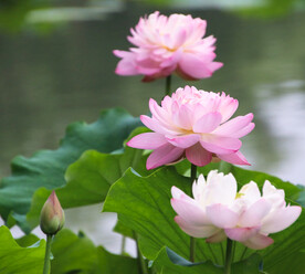 荷花
