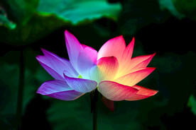 荷花