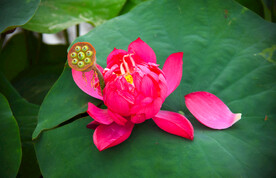 荷花