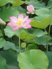 荷花