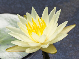 睡莲