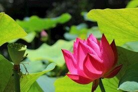 荷花